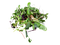 Little Leaf Sprout Mix - 2oz